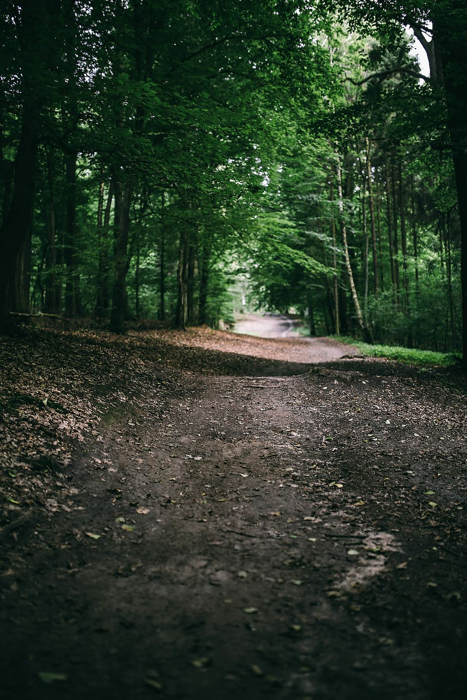 A walk through the forest, green, grass, leaves, trees, park HD wallpaper