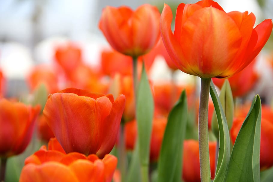 flowers, tulips, spring, flowering plant, beauty in nature HD wallpaper