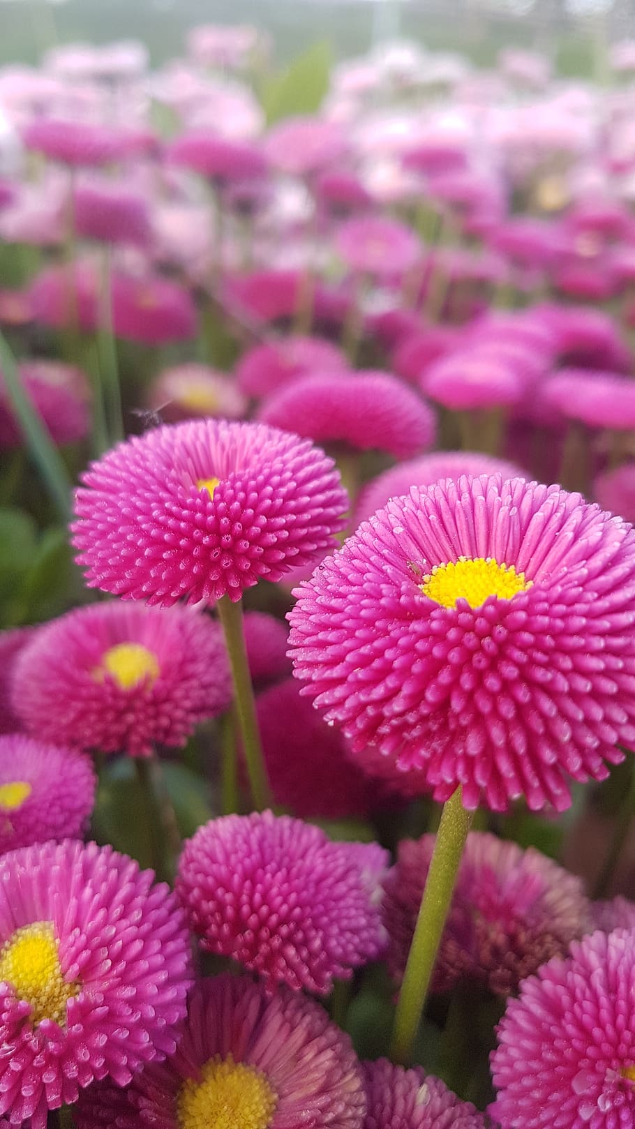 pink flower, bellis perennis, daisy meadows, nature, park, flowering plant, HD wallpaper