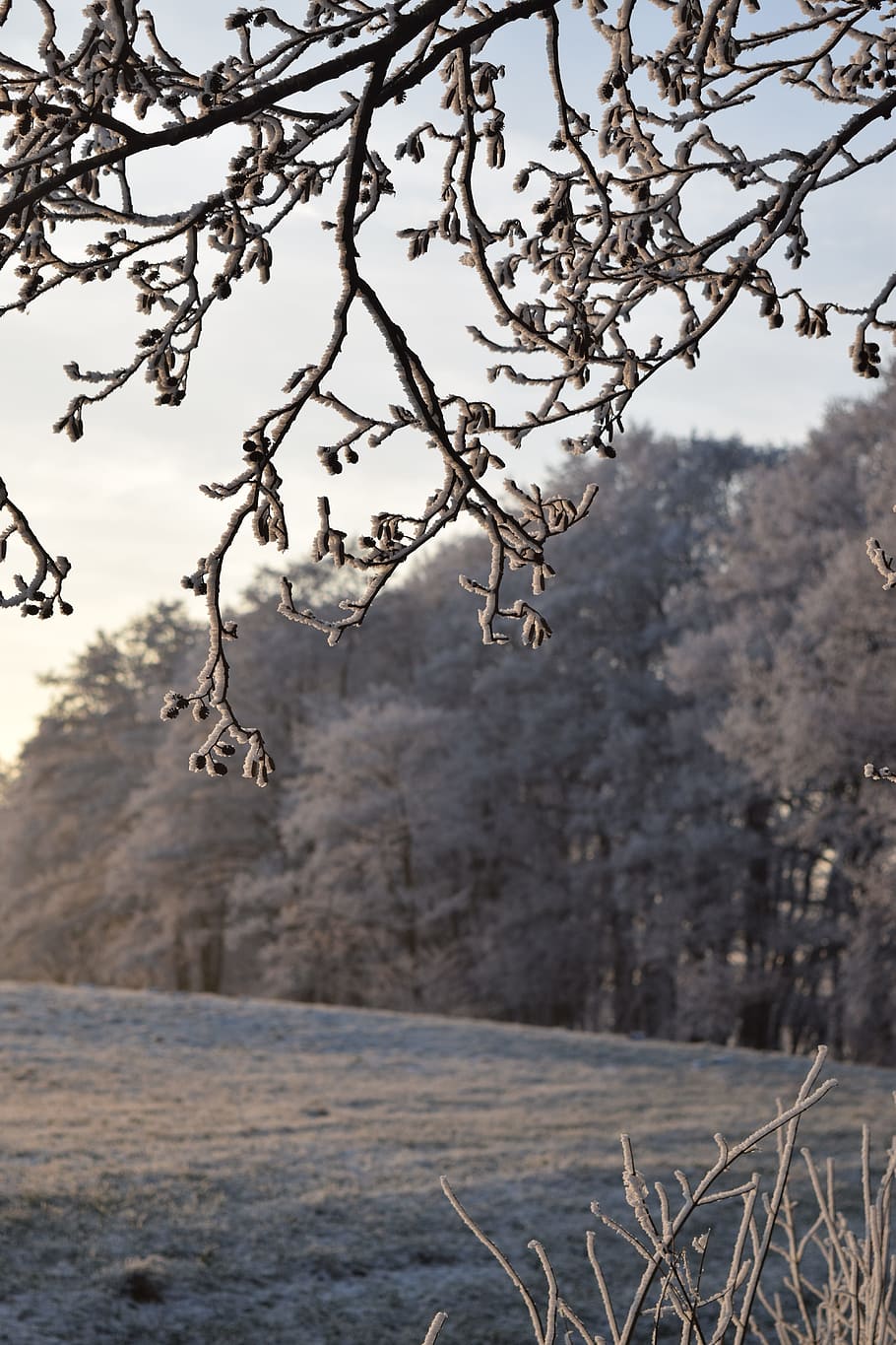 wintry, field, winter, cold, tree, fields, frozen, plant, cold temperature HD wallpaper
