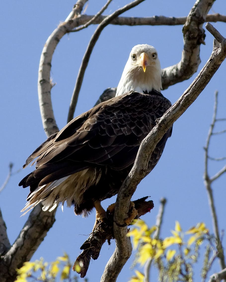 eagle, bird, wing, nature, animal, dom, feather, wildlife, predator HD wallpaper