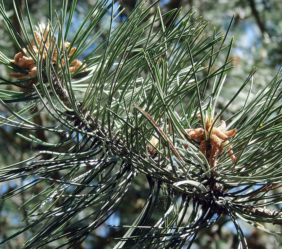 Pine, Tree, Growth, Pine Cones, new growth, emerging, budding HD wallpaper