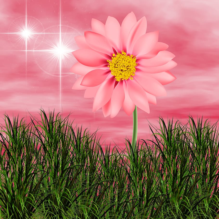 flower, nature, summer, plant, garden, pink flower, pink background, HD wallpaper
