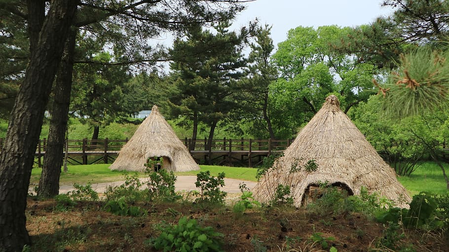forest, hut, tree, plant, land, nature, built structure, architecture HD wallpaper