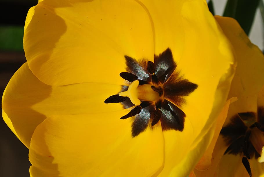 yellow, tulip, spring, flowering plant, fragility, vulnerability HD wallpaper
