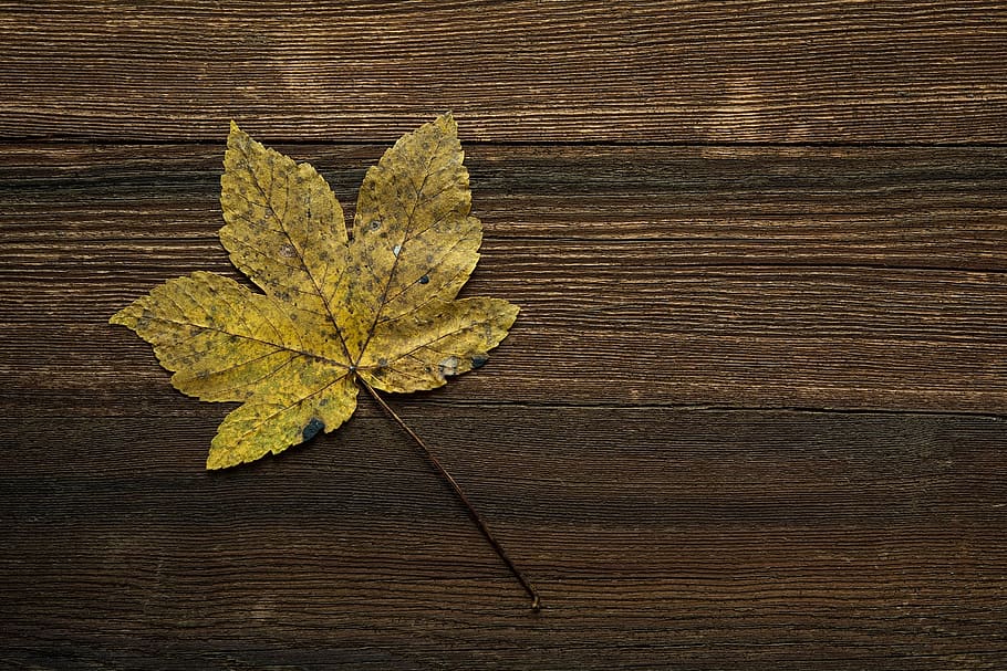 photo of maple leaf, autumn leaf, fall color, fall foliage HD wallpaper