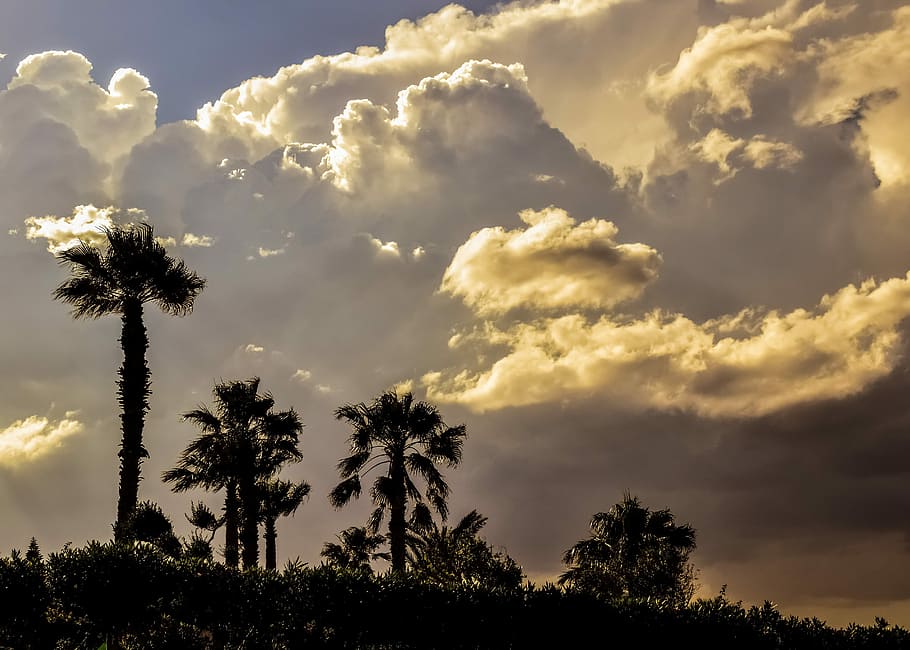 Palm Trees, Dramatic, sky clouds, storm, nature, weather, stormy clouds HD wallpaper