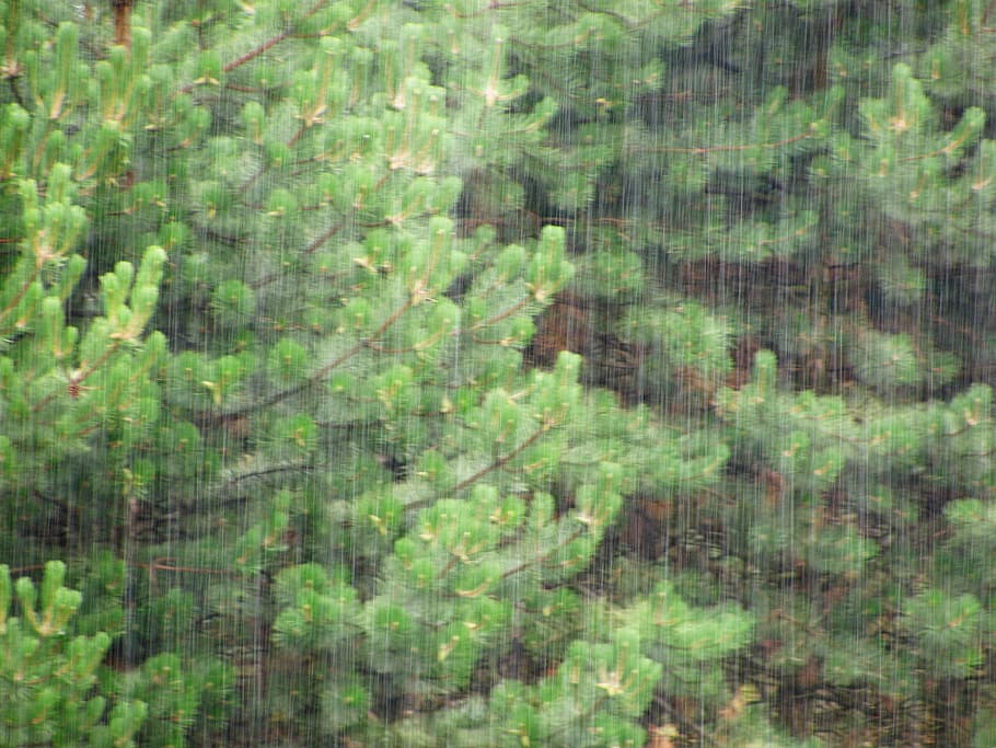 rain, falling rain, water drops, forest, wood, trees, nature HD wallpaper
