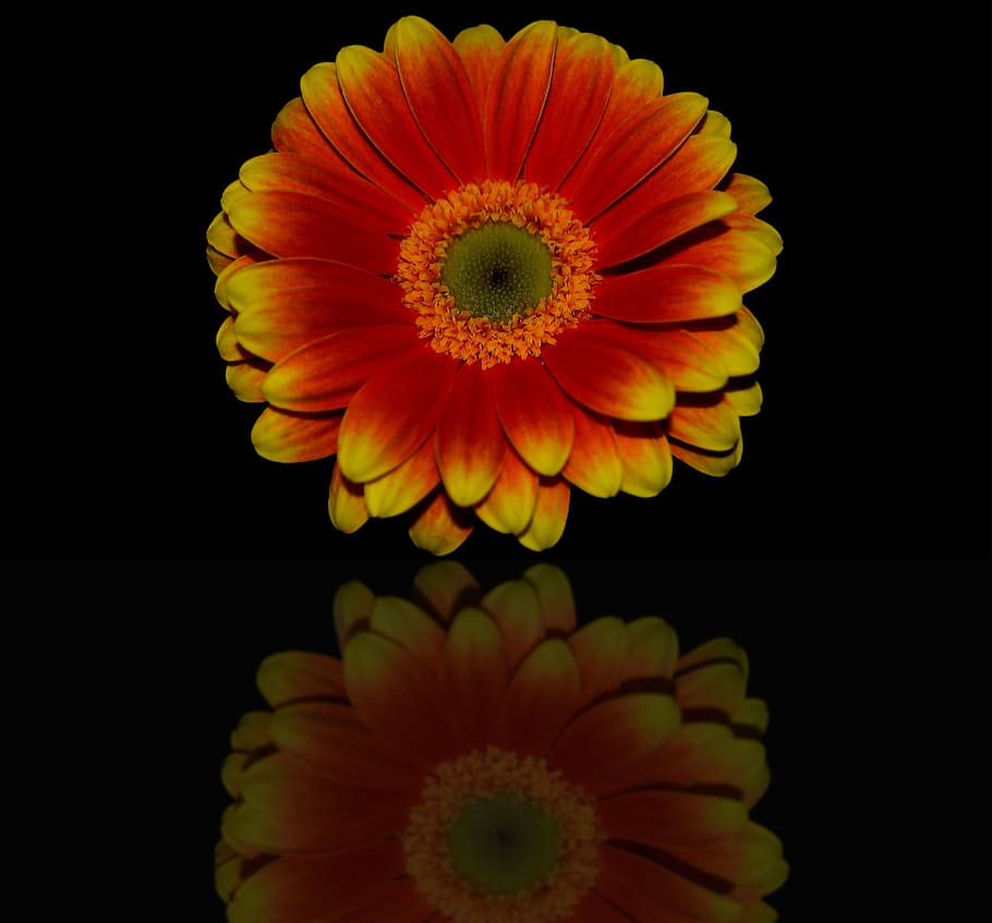 germini, orange, yellow, flower, floral, colorful, plant, bloom HD wallpaper
