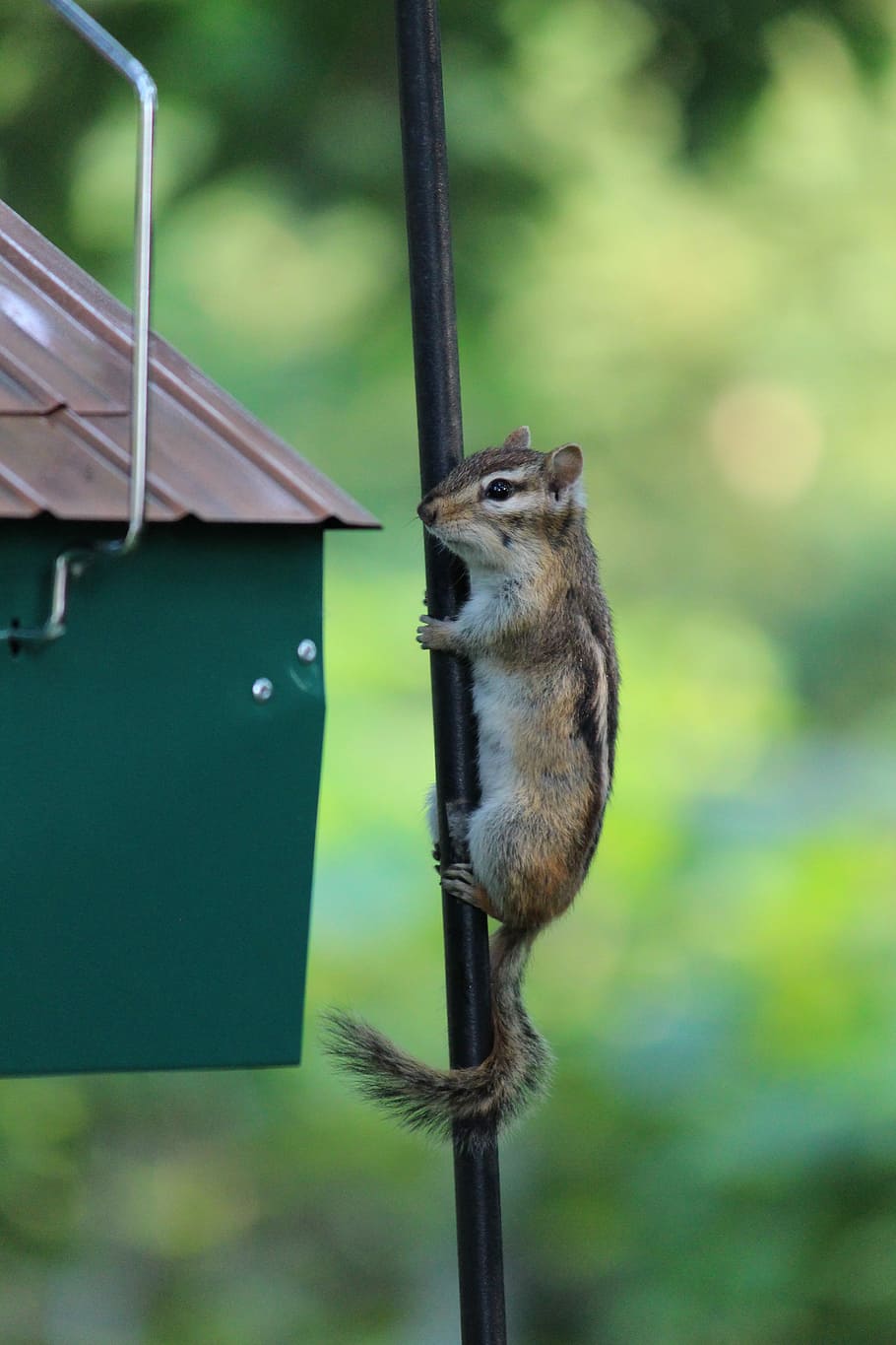 Squirrel, Squirrels, Wildlife, Animals, outdoors, park, simple HD wallpaper