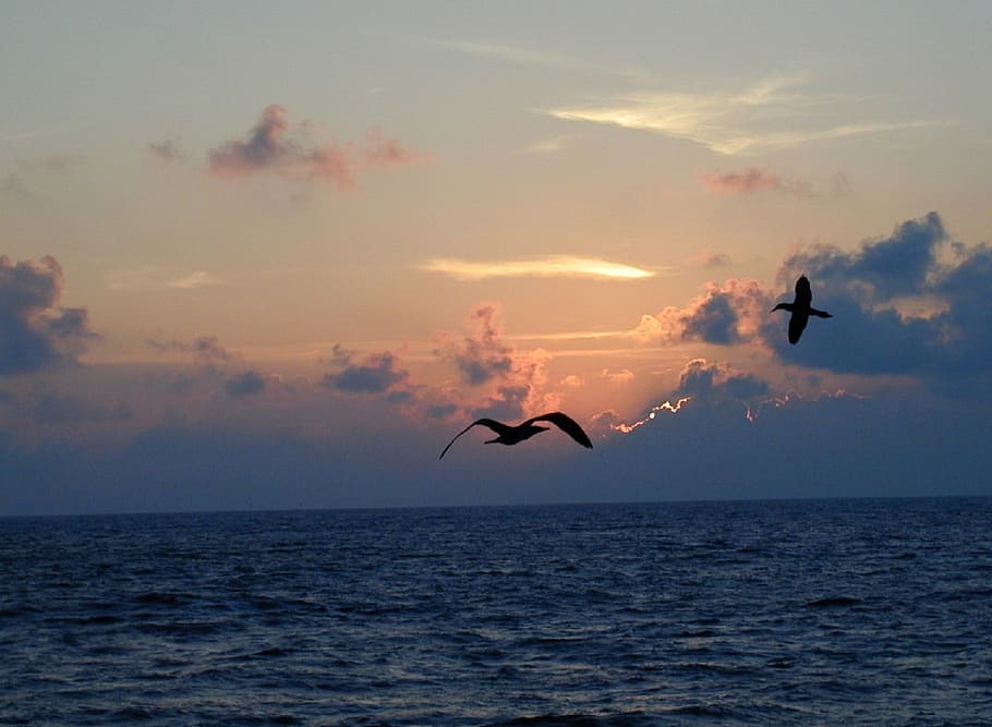two birds flying above ocean, sunset, seascape, flight, twilight, HD wallpaper