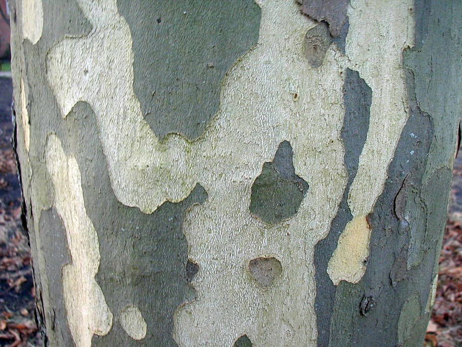 poplar, bark, log, tribe, tree, nature, backgrounds, old, abstract HD wallpaper
