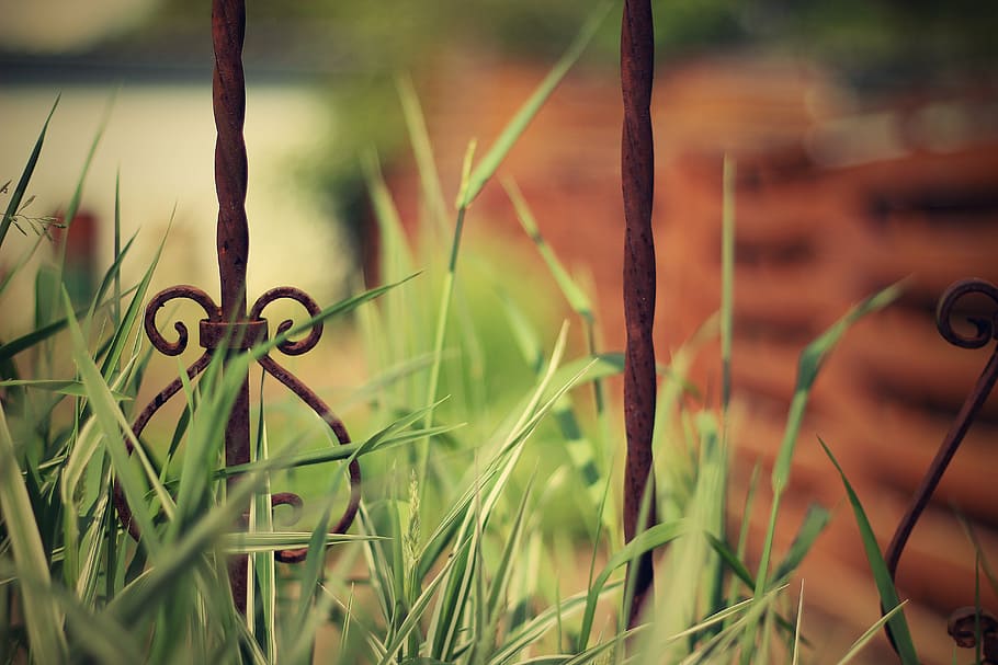 HD wallpaper: old iron fence, gate, wrought, metal, background, growth