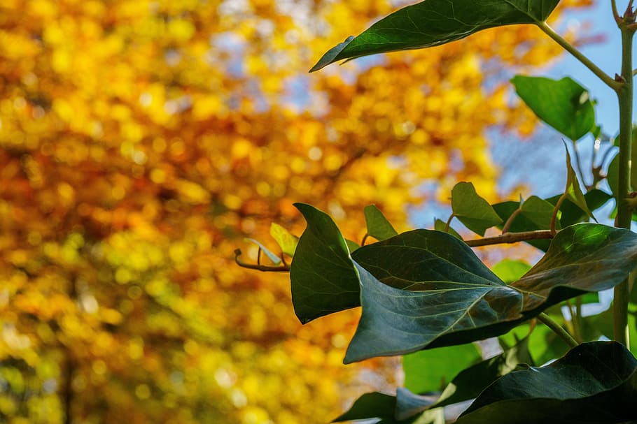 autumn, tree, leaf, sun, golden autumn, leaves, mood, landscape HD wallpaper