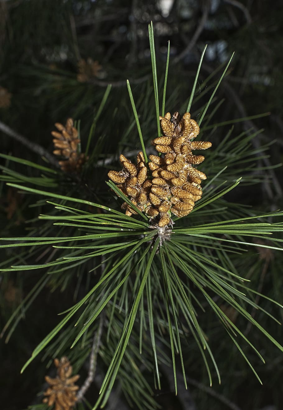 pine, tree, nature, green, pineapple, trees, forest, needles HD wallpaper