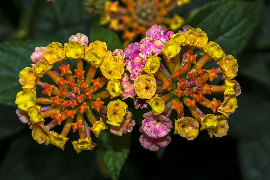lantane, blossom, bloom, close, flower, plant, yellow, yellow flowers HD wallpaper