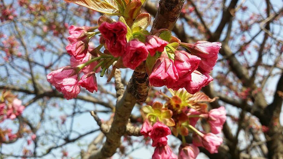 spring, flowers, bright, pink, flower tree, nature, pink Color HD wallpaper