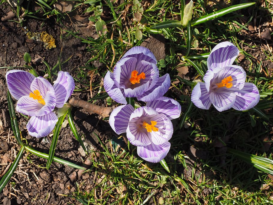 crocus, flower, spring, bühen, violet, purple, striped, colorful