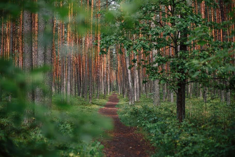 green forest during daytime, empty road on forest, path, pine HD wallpaper