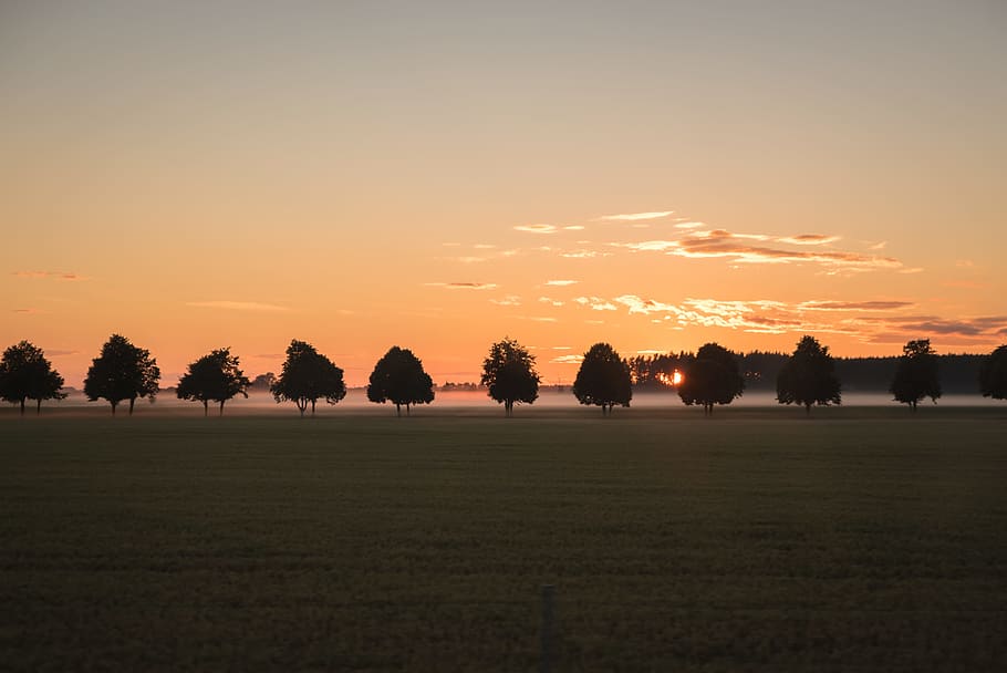 silhouette photo of trees and field during dawn, green leafed trees HD wallpaper