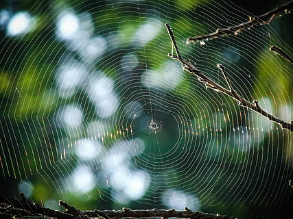 close up photo of spider web, spiderweb, tree, trap, nature HD wallpaper