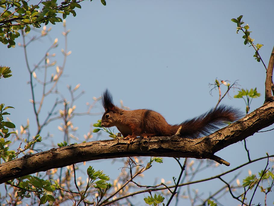squirrel, forest, red, rodent, mammal, animal, animal themes HD wallpaper