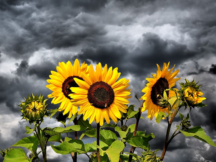 Hd Wallpaper Selective Color Photography Of Sunflowers Sun