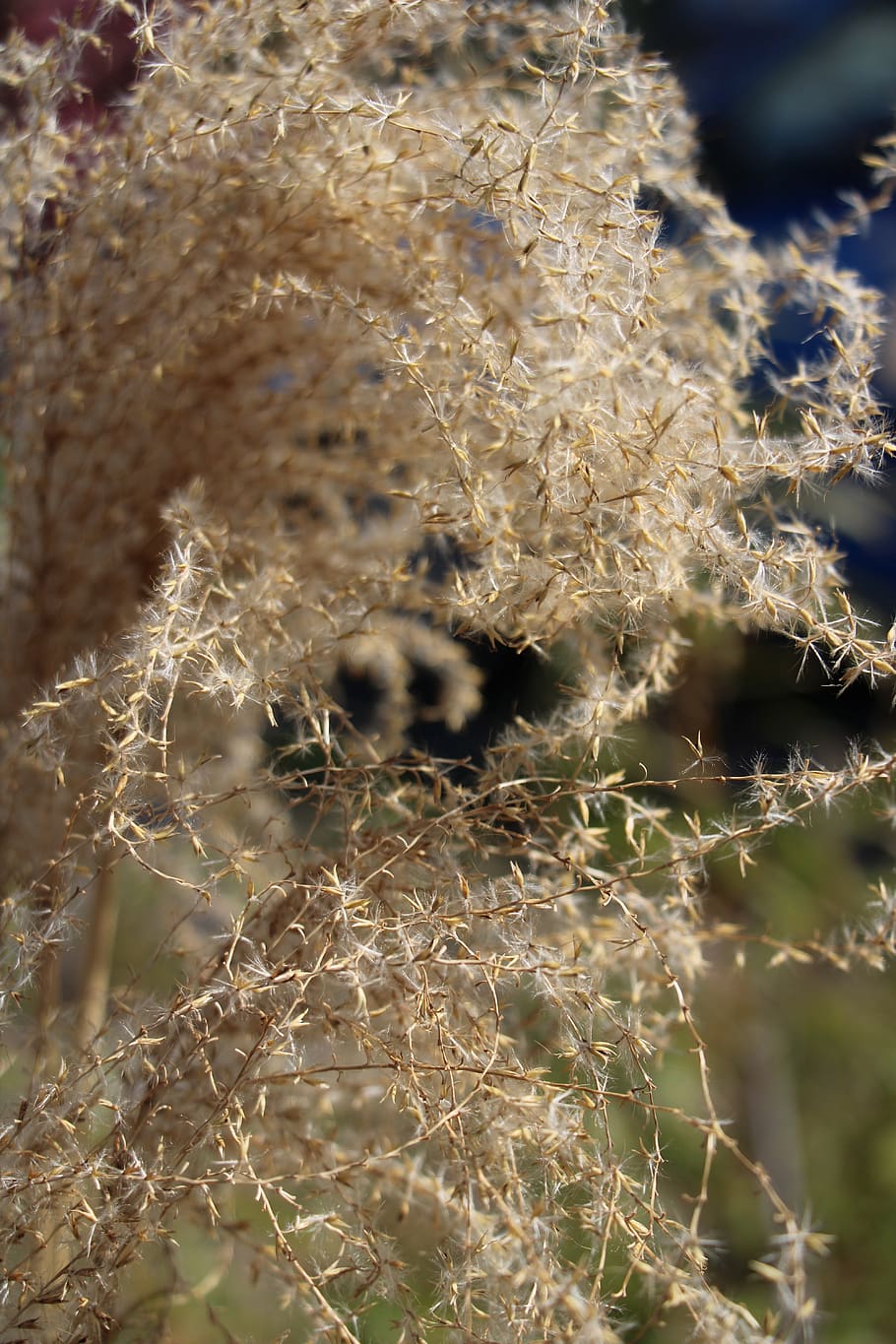 light, nature, focus on foreground, plant, close-up, day, no people HD wallpaper
