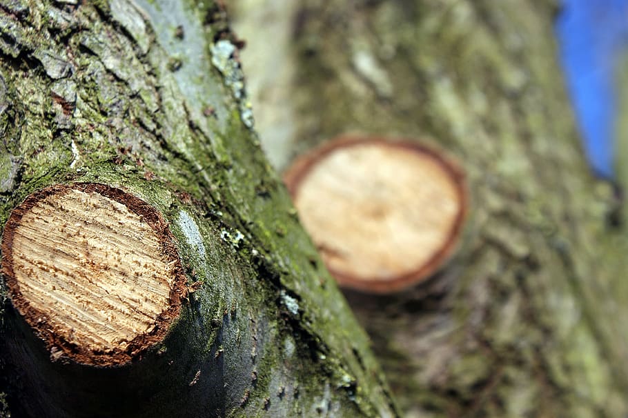 tree, branch, pruned, willow, spring, tree trunk, plant, textured HD wallpaper