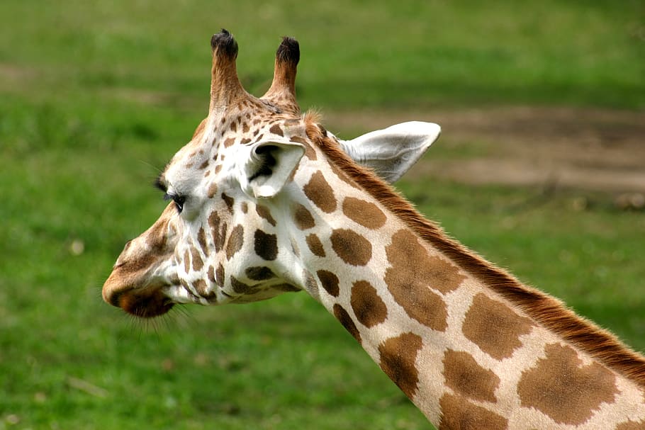 giraffe, nature, head, one animal, animal themes, mammal, animals in the wild HD wallpaper