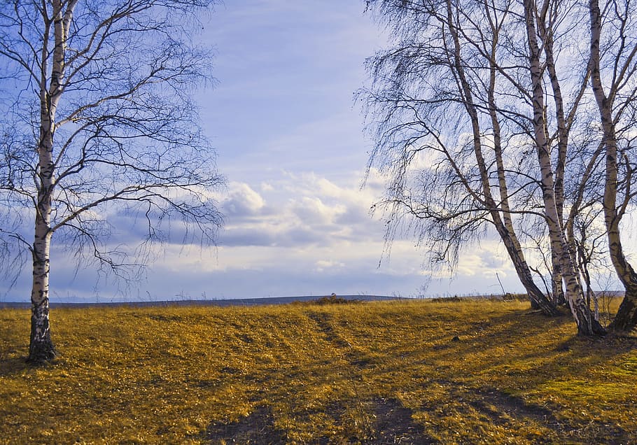 trees, forest, nature, landscape, autumn, sky, beauty, open HD wallpaper