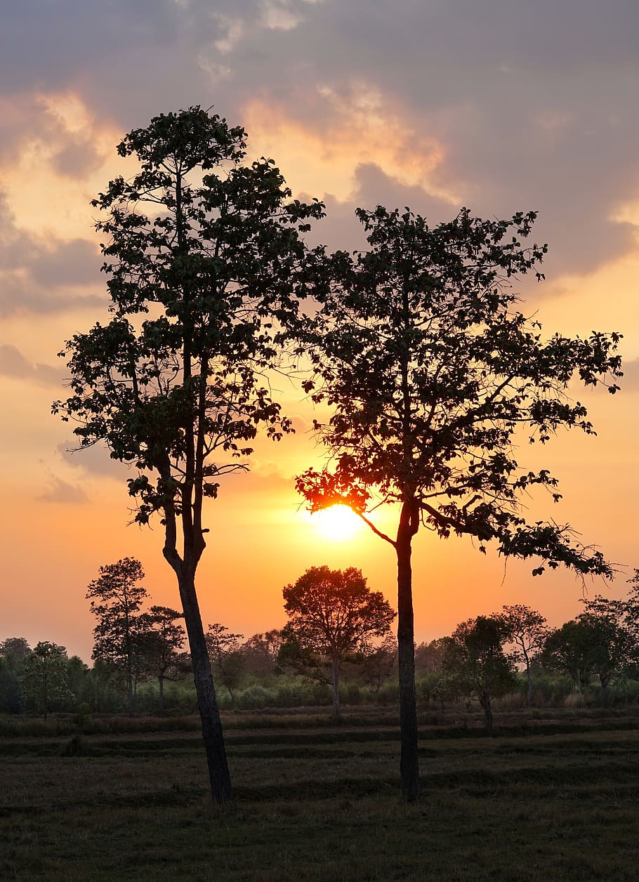tree, sun, sunset, dusk, late, evening, landscape, nature, outdoors HD wallpaper