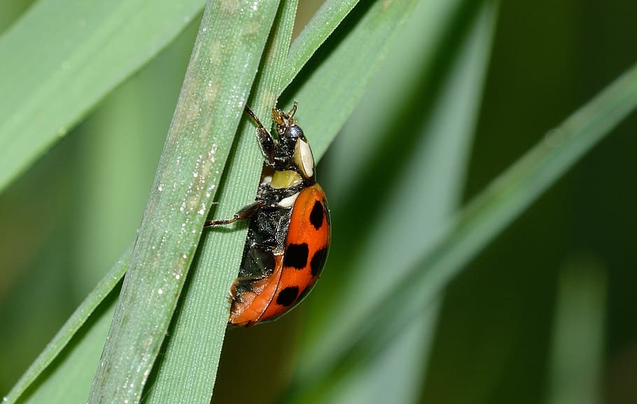 insects, beetles, hippodamia, animal wildlife, animal themes HD wallpaper