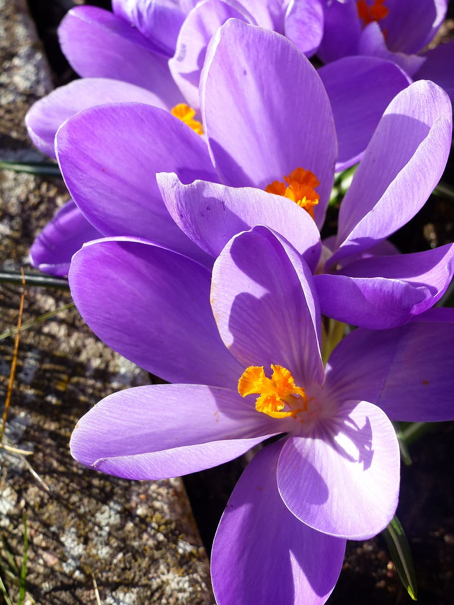 Crocus, Flowers, Spring, Garden, Grass, sunshine, colors, nature HD wallpaper