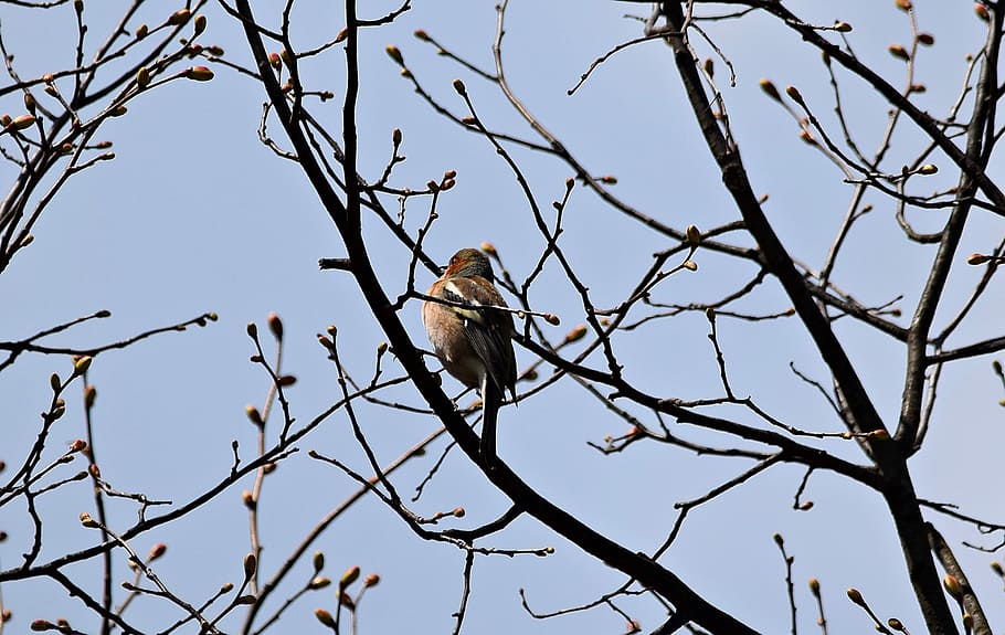 Tree, Bird, Nature, Branches, Autumn, park, bird feeding tray HD wallpaper