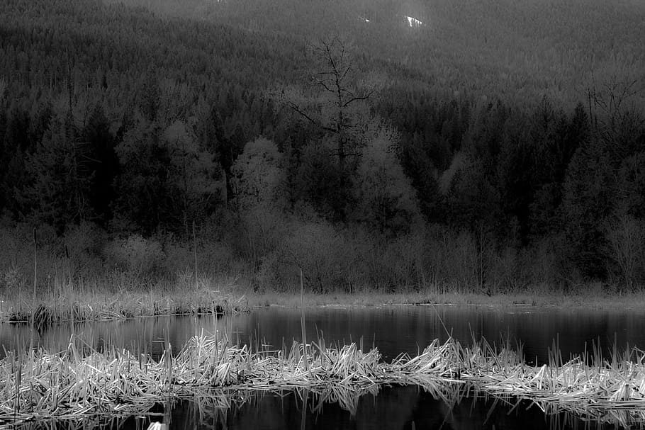 trees, monochromatic, nature, landscape, forest, mountain, minimalistic HD wallpaper