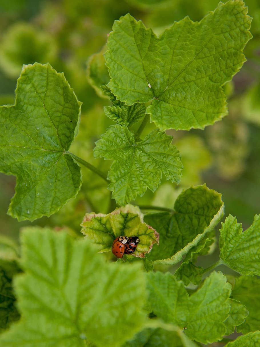 ladybug, pairing, beetle, insect, leaf, plant part, green color HD wallpaper