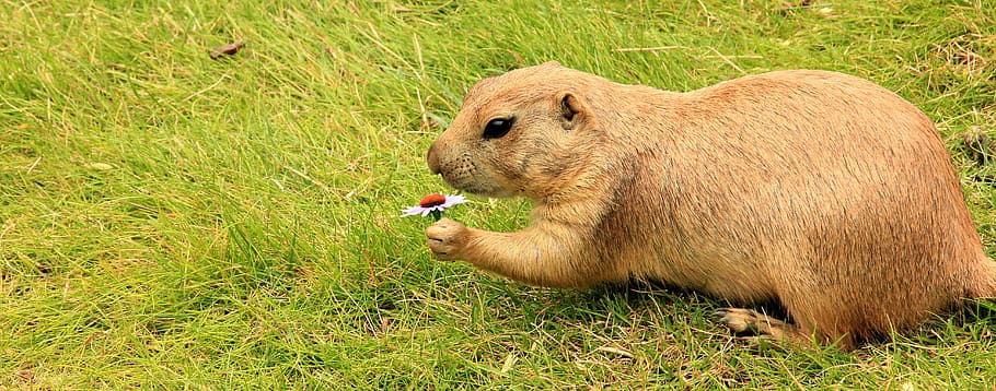brown beaver, prairie dog, gophers, marmot, rodent, animals, sweet, HD wallpaper