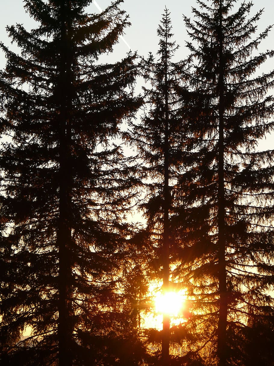 forest, tree, sun, back light, tree trunks, mood, romance, sunset HD wallpaper