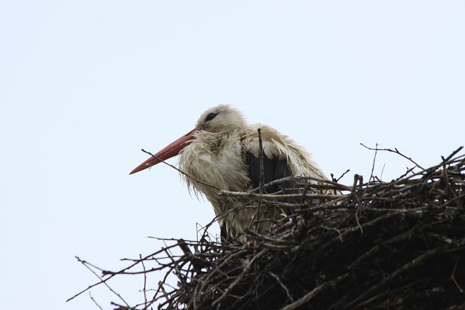 stork, bird, socket, animal Nest, wildlife, white Stork, beak HD wallpaper