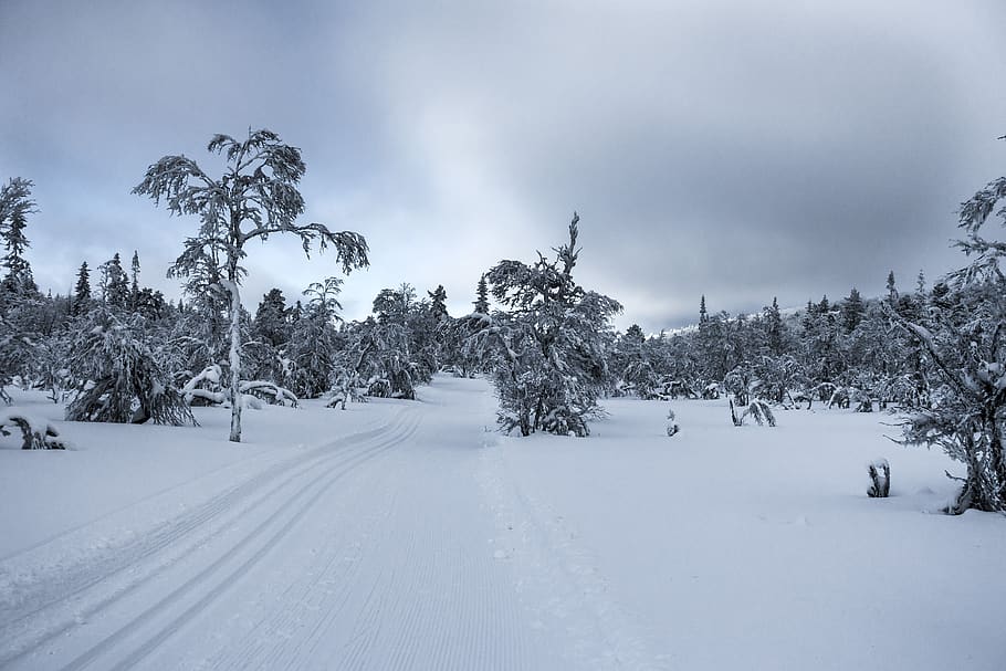 winter, snow, frost, tree, plant, cold temperature, cloud - sky HD wallpaper