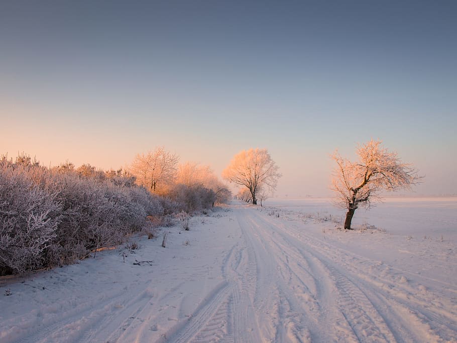 Winter, Snow, Sunrise, Wintry, Landscape, snowy, winter bushes HD wallpaper