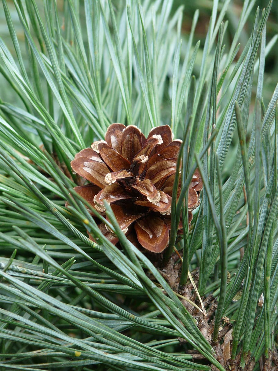 pine branch, pine needles, tree, green, wood, pine cones, plant HD wallpaper