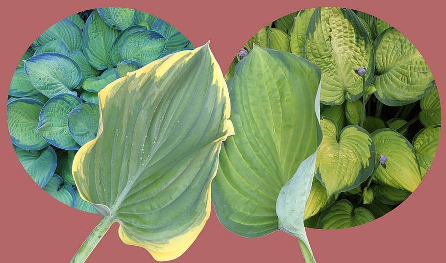 hosta, plantain lily, leaf, leaves, ribbed, woodland, backdrop
