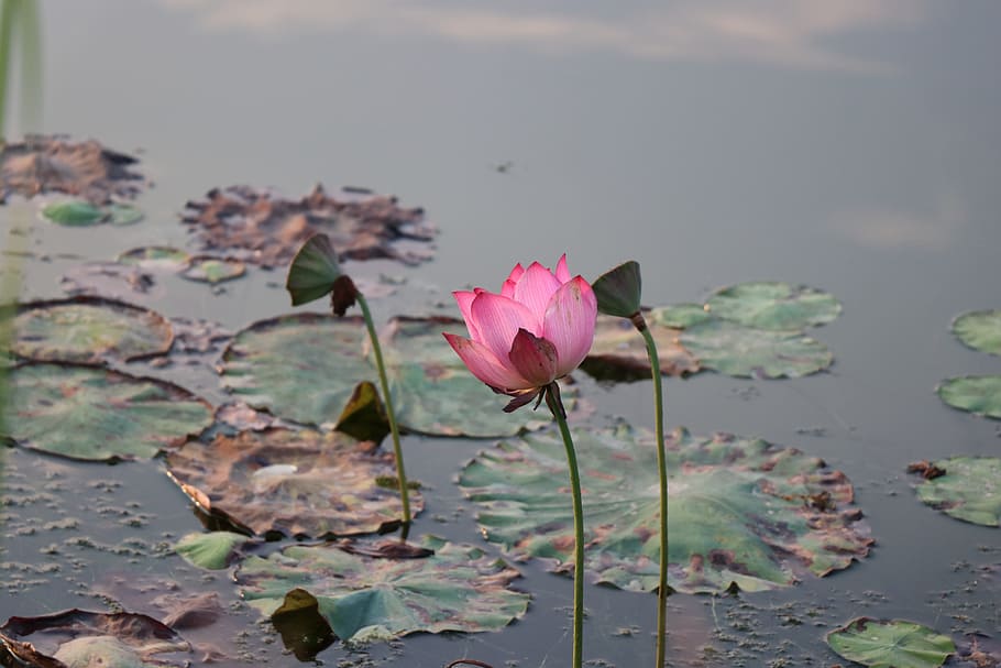 lotus, bloom, flower, flowering plant, beauty in nature, freshness HD wallpaper