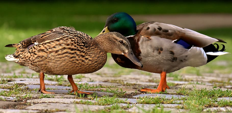 two brown ducks, pair, mallards, colorful, water bird, couple HD wallpaper