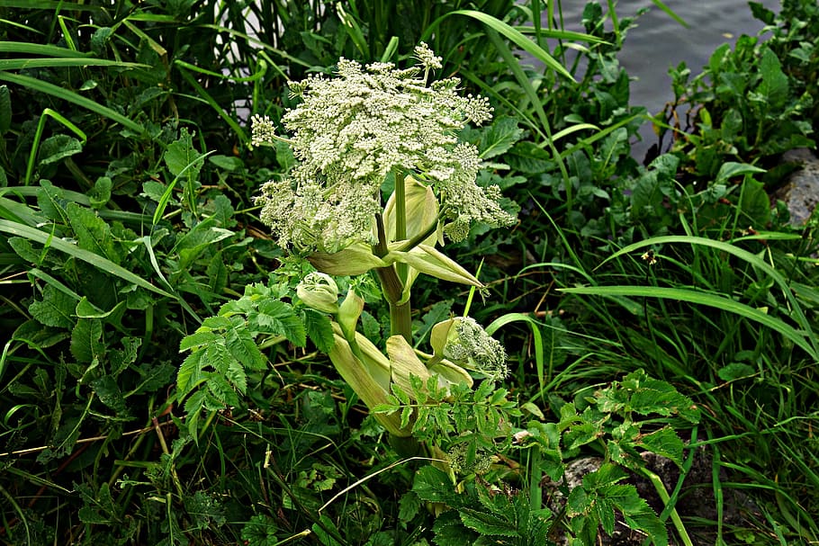 Free download | HD wallpaper: hogweed, giant hogweed, plant, flower