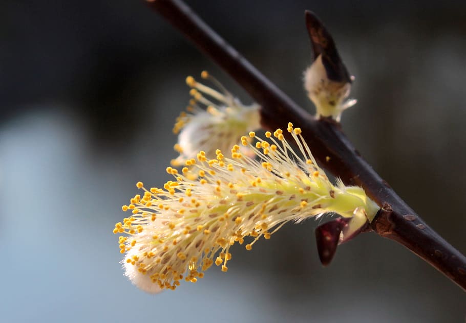 Pussy Willow, Bloom, Spring, Blossom, plant, branch, signs of spring HD wallpaper
