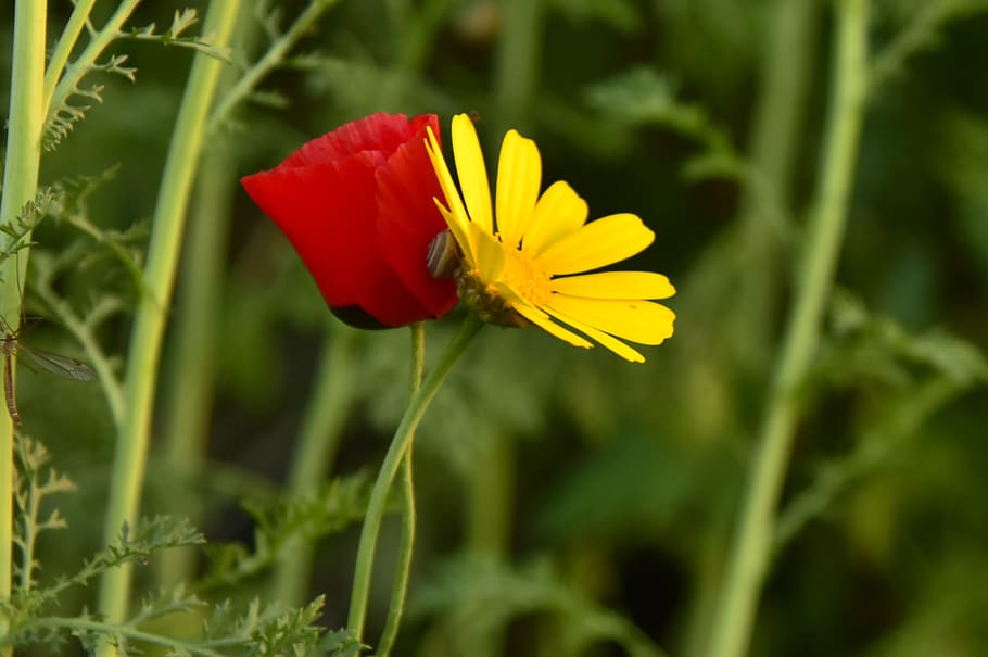 red, yellow, coop, flowering plant, beauty in nature, growth HD wallpaper