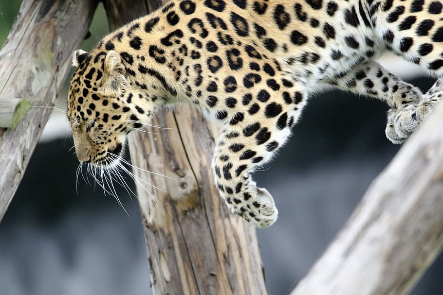 Leopard, Spotted, Cat, Nature, Outdoors, wildlife, animal, black HD wallpaper